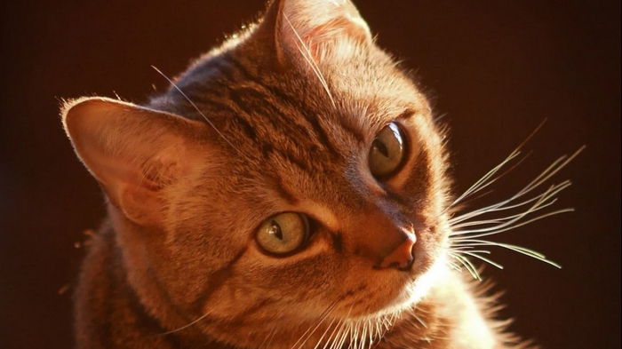 Ученые узнали, почему некоторые кошки становятся полосатыми