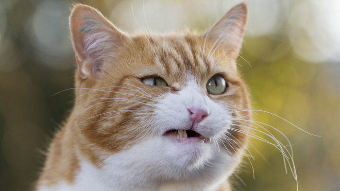 Ученые изучили тысячи кошек и выделили 7 отличительных черт характера