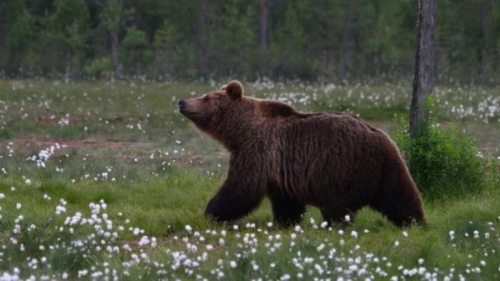 В Скандинавии у медведей развилась устойчивость к антибиотикам