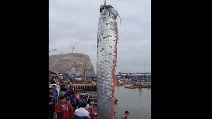 В Чили рыбаки выловили гигантского сельдяного короля