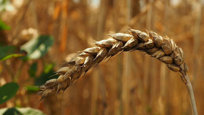 Экспорт зерновых отстает от прошлогоднего графика на 40%