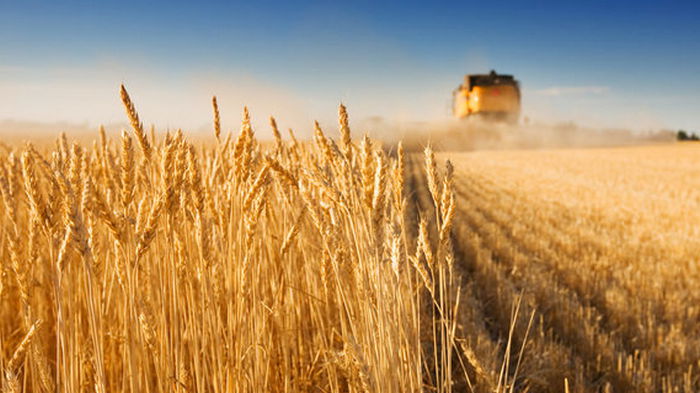 Минагрополитики повысило прогноз по урожаю зерновых на этот год