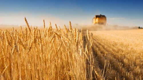 Минагрополитики повысило прогноз по урожаю зерновых на этот год