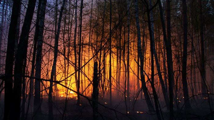 В Алжире горят леса: погибли 26 человек