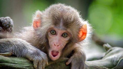 ВОЗ заявила об уменьшении случаев обезьяньей оспы на 21%