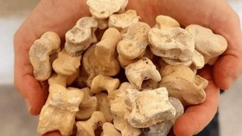 В Израиле нашли кости животных, использующихся для игр и пророчеств