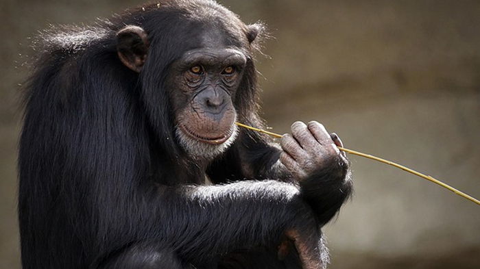 Шимпанзе имеют собственные соцсети — ученые