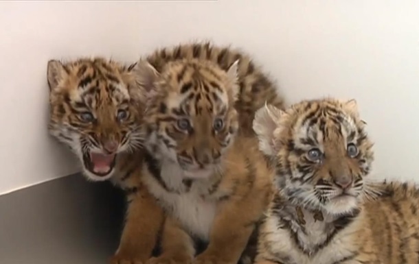 В зоопарке Китая родились шесть тигрят