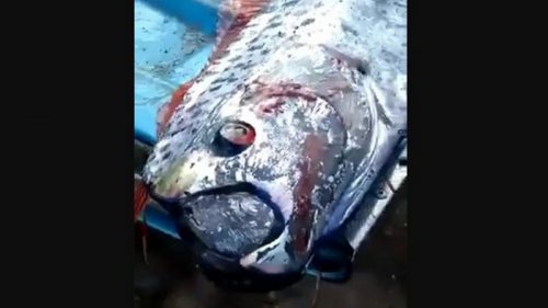 В Мексике поймали редкую глубоководную рыбу (видео)