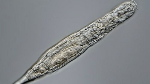Исследователи «воскресили» замороженных 24 тыс. лет назад многоклеточных организмов