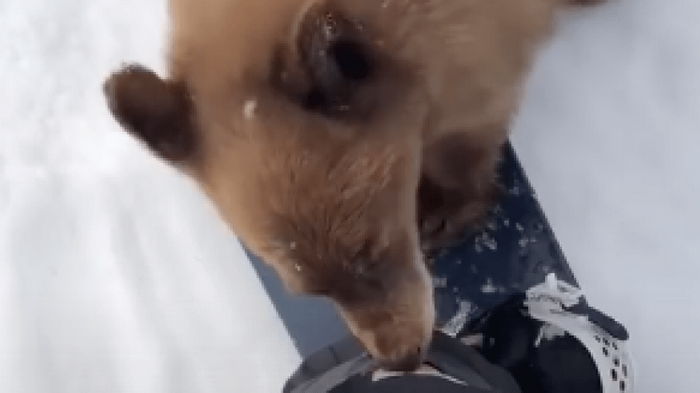 У медведей обнаружили заболевание, которое делает их похожими на домашних собак (видео)