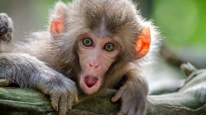 Без чипов и нейрошлемов: ученые смогли прочесть мысли обезьян с помощью УЗИ