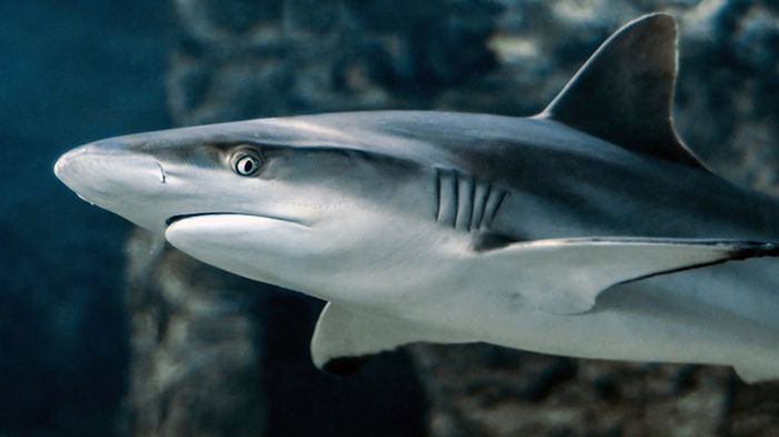 На дне Индийского океана обнаружили гигантское кладбище акул