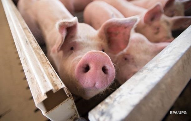 Украина скупает свинину в Польше — Госстат