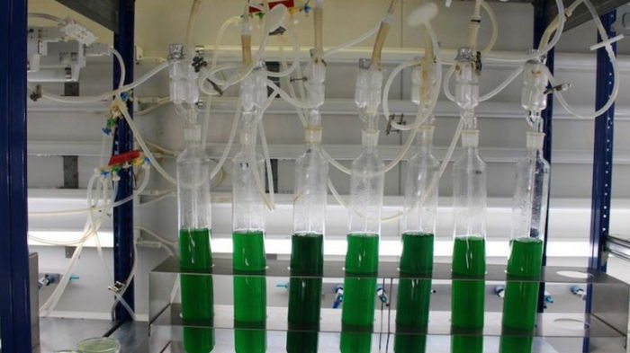 Микробиологи «научили» цианобактерий производить биопластик