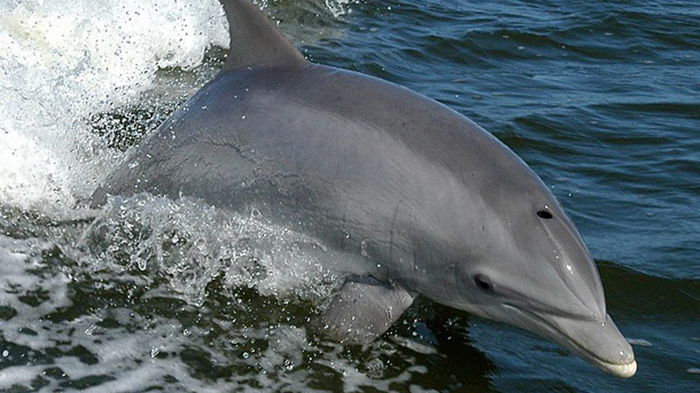 В Тихом океане найден неизвестный подвид дельфинов