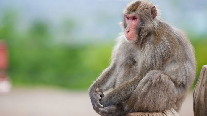 Ученые обнаружили еще одну схожую черту между человеком и обезьяной