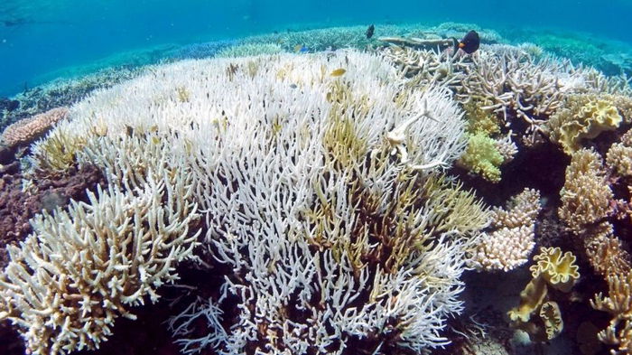 Ученые обнаружили термостойкие кораллы