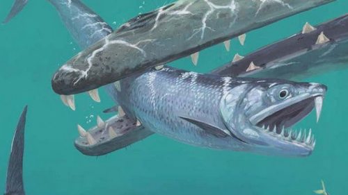 В океанах доисторической Земли водились огромные саблезубые анчоусы