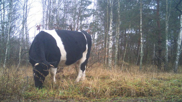 Возле Чернобыля заметили стадо одичавших коров (фото)