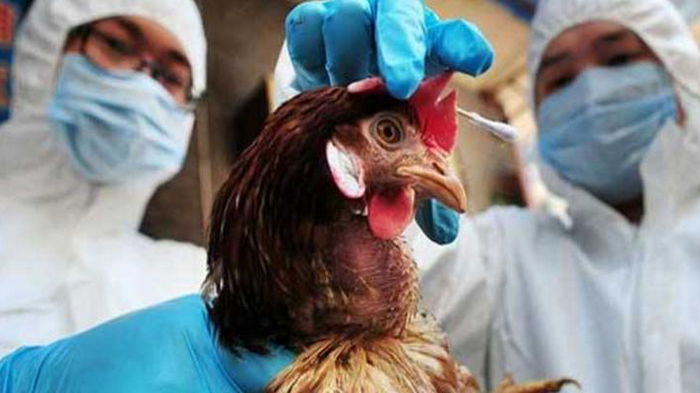 Не стоит расслабляться: в ВОЗ предупредили об опасности птичего гриппа