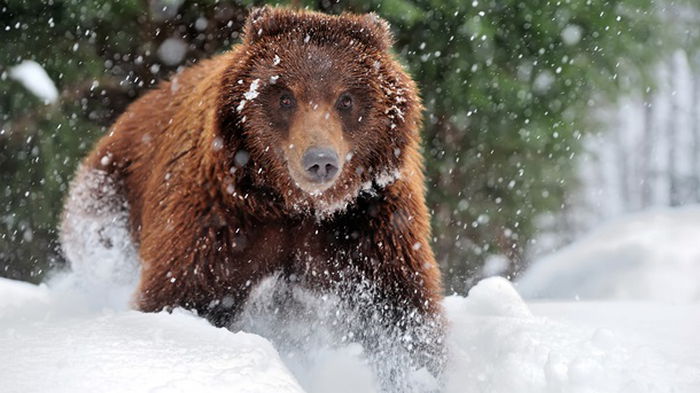 На Закарпатье из-за теплой зимы не все медведи впали в спячку