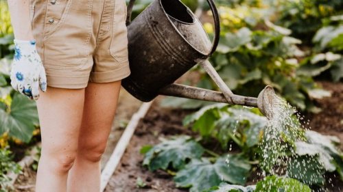 Ученые рассказали, почему садоводство позитивно влияет на здоровье