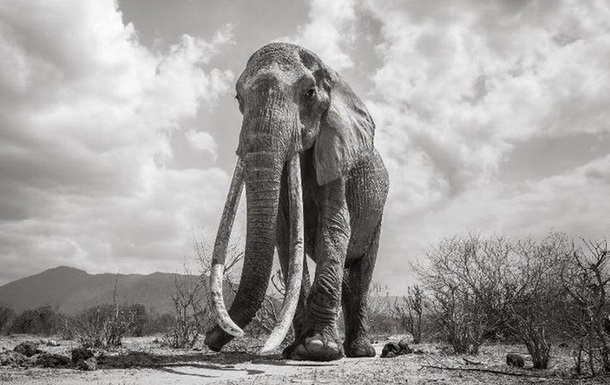 «Королева слонов» умерла в Африке
