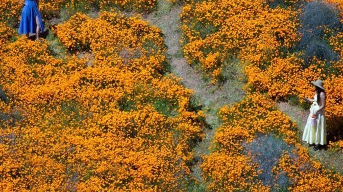Удивительное цветение маков в США сняли из космоса (фото)