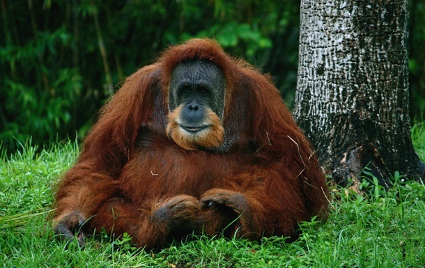 В Индонезии орангутанг выжил после 74 пулевых ранений