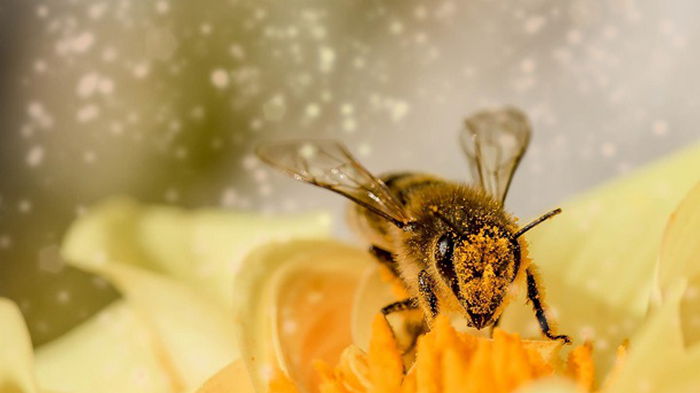 У пчел появились конкуренты в опылении цветов