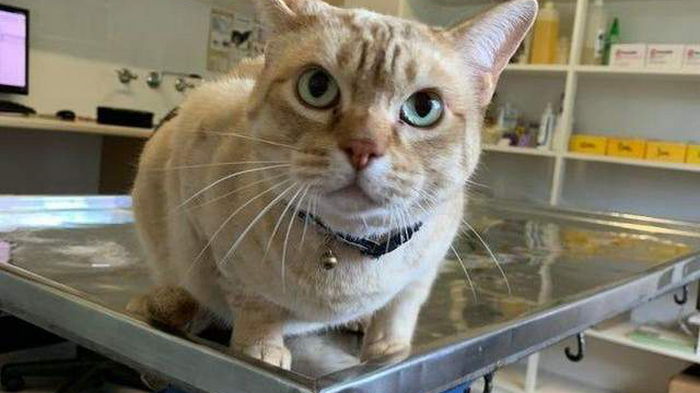 В Одессе кошка едва не убила свою хозяйку: сделала всего один укус