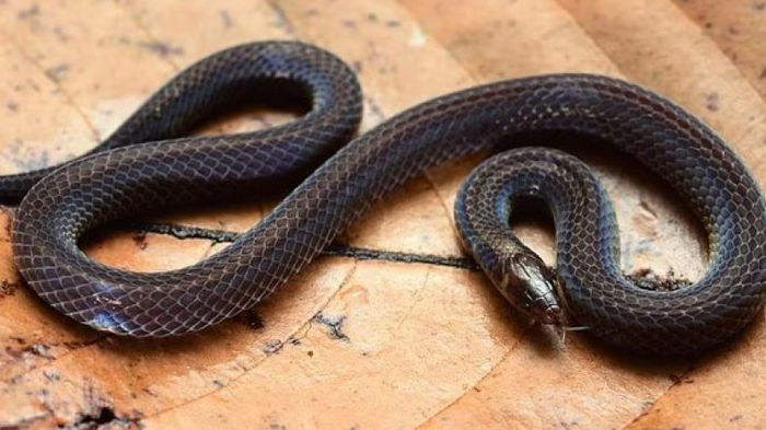 Ученые обнаружили, что змеи используют уникальную технику, спасаясь от хищников