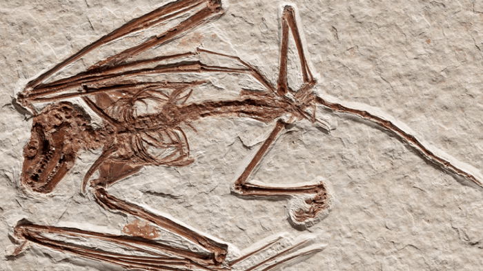 Найдены останки самой древней в мире летучей мыши: историю всего вида пришлось переписать