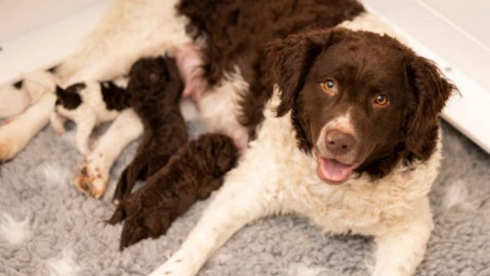 Смотрите, как выглядят новорожденные щенки редчайшей породы собак в мире