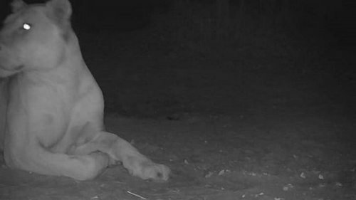В национальном парке Чада заметили льва, которых считали вымершими