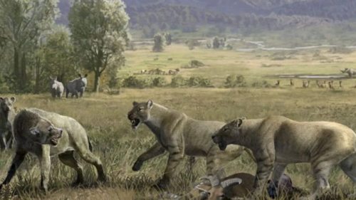 Ученые выяснили, что саблезубые кошки были не только идеальными охотниками