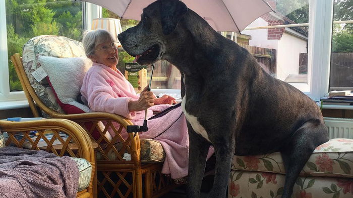 Смотрите на самую высокую собаку в мире, которая больше похожа на коня (фото)