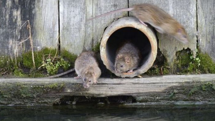 Невосприимчивые к яду: в Британии «супер крысы» захватили дом преподавателя