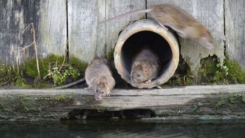 Невосприимчивые к яду: в Британии «супер крысы» захватили дом преподав...
