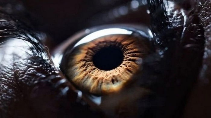 Квантовое чудо: ученые раскрыли роль меланина в защите нашего зрения