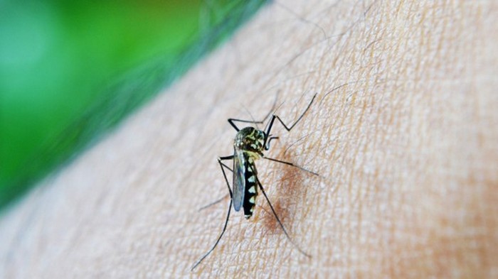 В Украине зафиксировали новый случай малярии