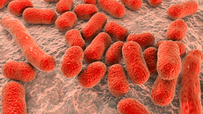 Безопаснее и эффективнее: новый препарат может справиться с устойчивой к антибиотикам бактерией