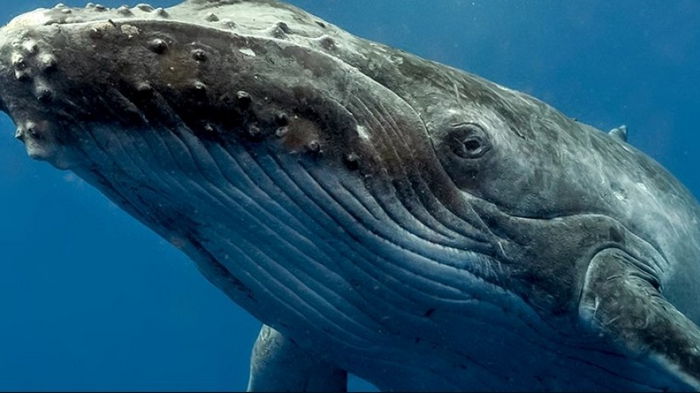 Ученые рассказали всю правду о китах и их влиянии на климат Земли