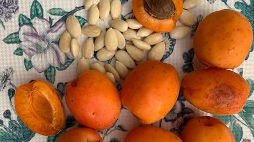 В Украине ожидают низкий урожай абрикосов