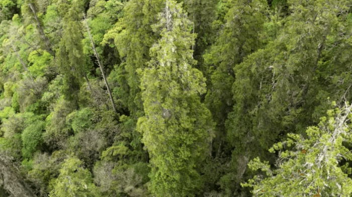Как статуя Свободы: в самом глубоком каньоне в мире обнаружено дерево-рекордсмен (фото)