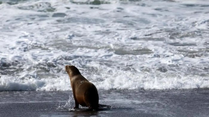Нечто токсичное в океане убивает калифорнийских львов и дельфинов