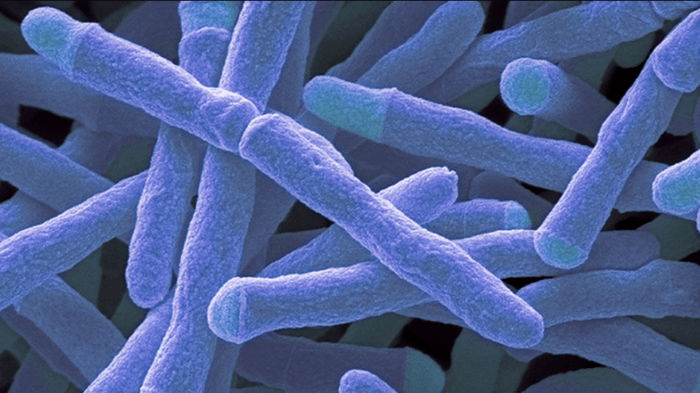 Затаившаяся во рту: обнаружена распространенная бактерия, подпитывающая эндометриоз