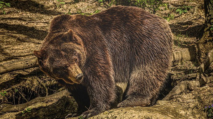 В России снова массово отравились люди — на этот раз медвежатиной