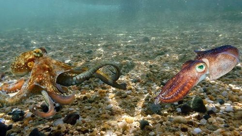 Ученые рассказали, чем отличаются кальмары и осьминоги